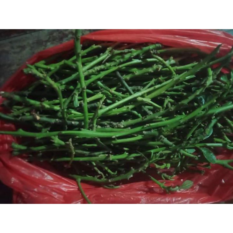 Entres alpukat( B 10,Red vietnam,kahyangan,peluang)dapat 4 entres