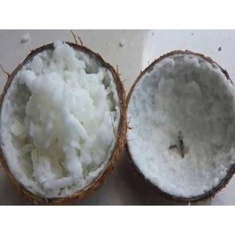 Bibit Kelapa Kopyor Super Genjah