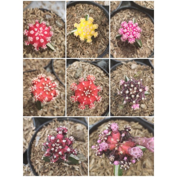 KAKTUS IMPORT GIMNO KOREA BEBAS PILIH