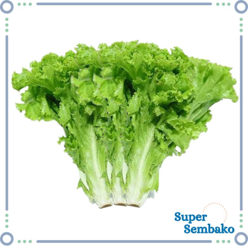 

SAYUR DAUN SELADA AIR HIJAU 500g SEGAR FRESH BERKUALITAS SUPER SEMBAKO MURAH MAKASSAR