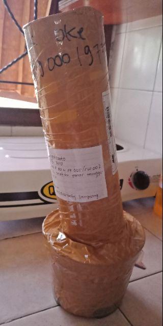 Bibit Bunga Aglonema Sultan Brunei