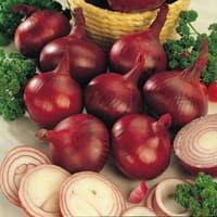 Benih Bibit Biji - Onion Red Baron Bawang Bombay Merah Seeds - IMPORT