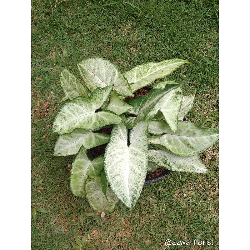 Tanaman Hias Syngonium Putih Syngonium White MINI