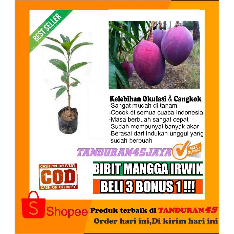 bibit tanaman buah mangga irwin 1 meter