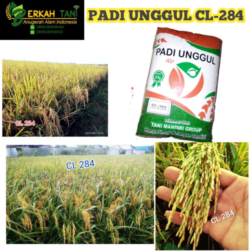 BENIH PADI UNGGUL CL-284 HASIL MEMUASKAN ( TERBARU )