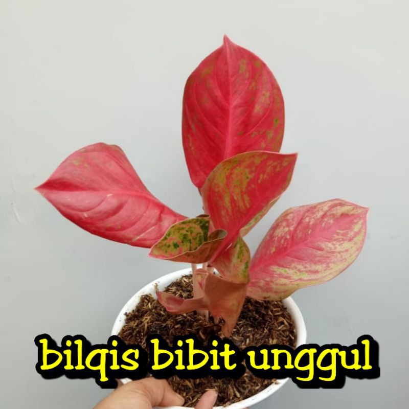 bunga aglonema red striptis