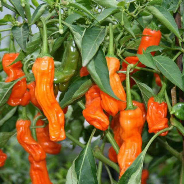 Benih Bibit Biji - Orange Peter Pepper Cabe Porno Pepper Seeds