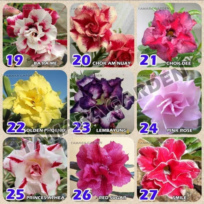 

NEW!! jual Bibit Bunga Kamboja Jepang - Adenium Obesum Tumpuk