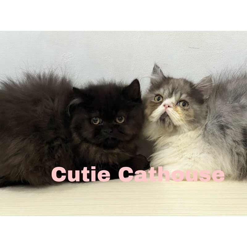 Kitten Kucing Persia Flatnose Longhair