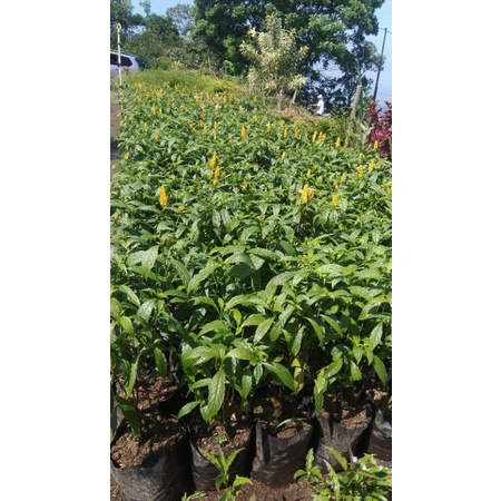 Tanaman Hias Bunga Lilin Kuning/Bibit Bunga Lilin Kuning/Bunga Lilin Kuning
