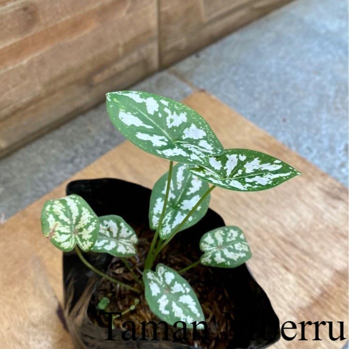 Umbi Caladium humboldtii Keladi Liliput Caladium Variegat Bunga & Tanaman