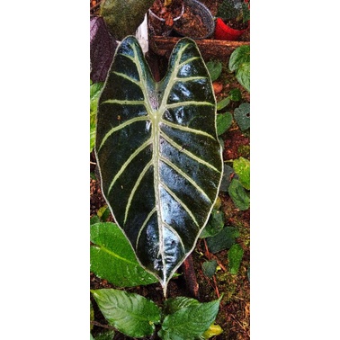 Longiloba black metalic