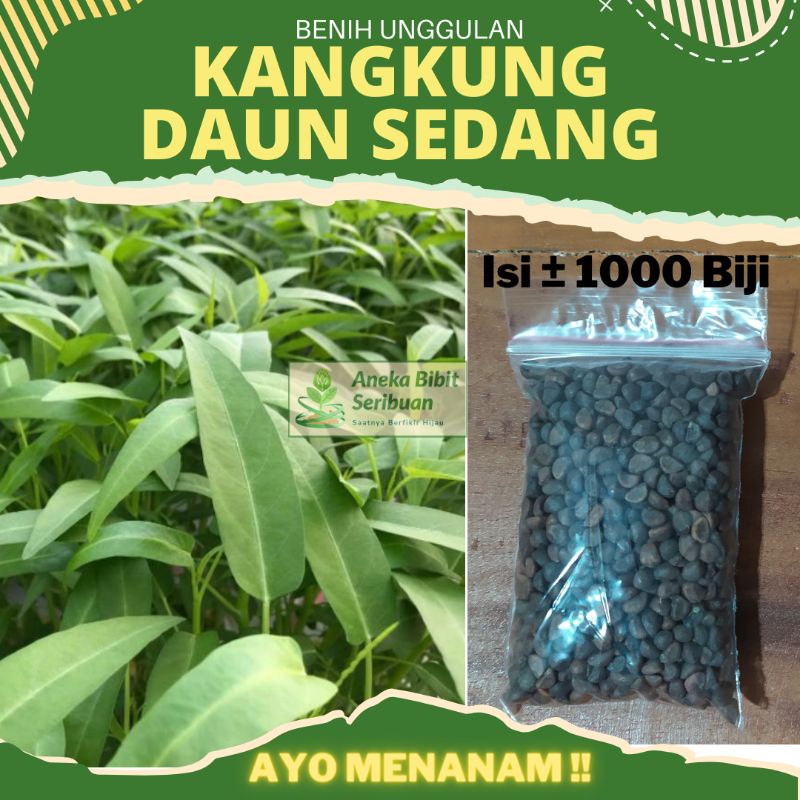 1000 biji - Benih Kangkung Daun Sedang Panen 25 Harian