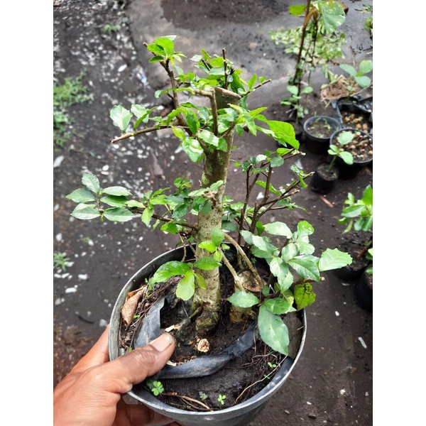 bahan bonsai serut  mame