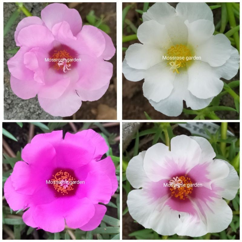 TANAMAN HIAS/BUNGA KROKOT JUMBO(GIANT) BUNGA SELAPIS