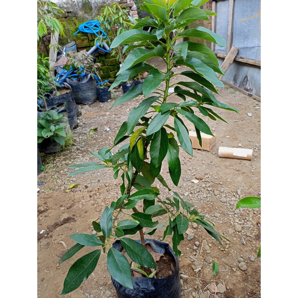 bibit buah alpukat aligator 1 meter