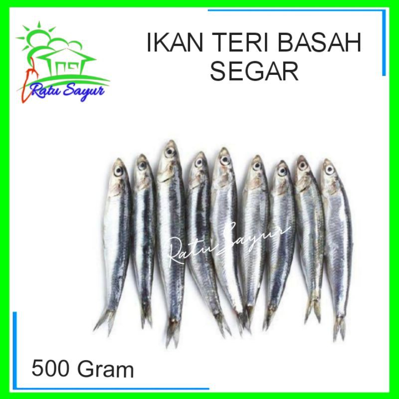 

IKAN TERI BASAH SEGAR/Ratu Sayur .id/Cikeas
