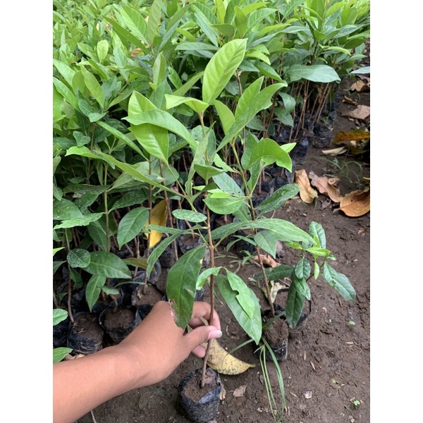 BIBIT SALAM (BUAT MASAK) (Beli 5 gratis 1)