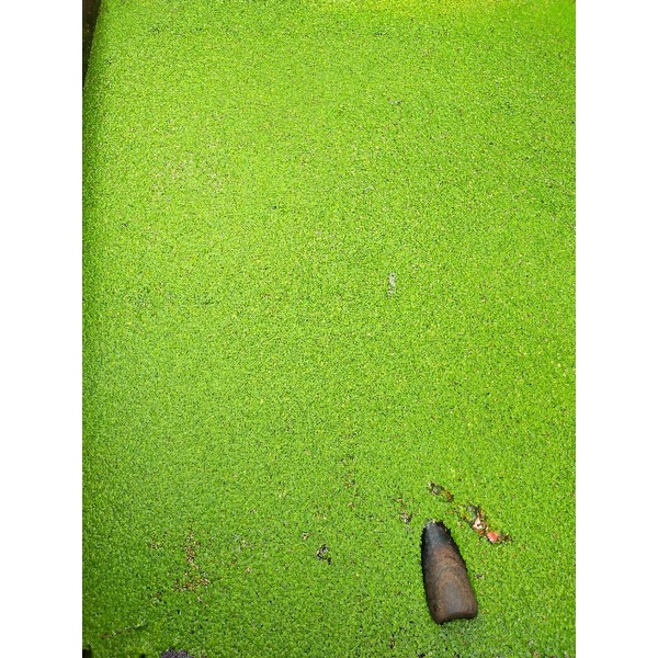 Amazon Frogbit /Spirodela polyrhiza / Duckweed mini