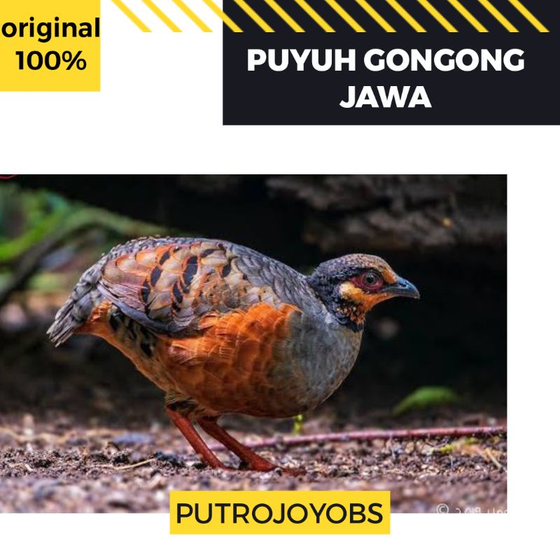 BURUNG PUYUH GONGGONG JAWA DAN MUKA PUTIH BANYUWANGI bukan batu sengayan