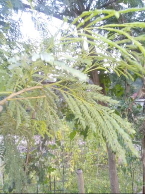 Daun Petai Cina Segar 1 Kg Shopee Indonesia