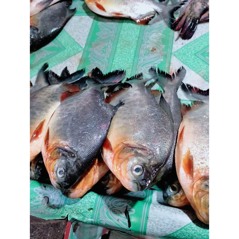 

IKAN BAWAL AIR TAWAR