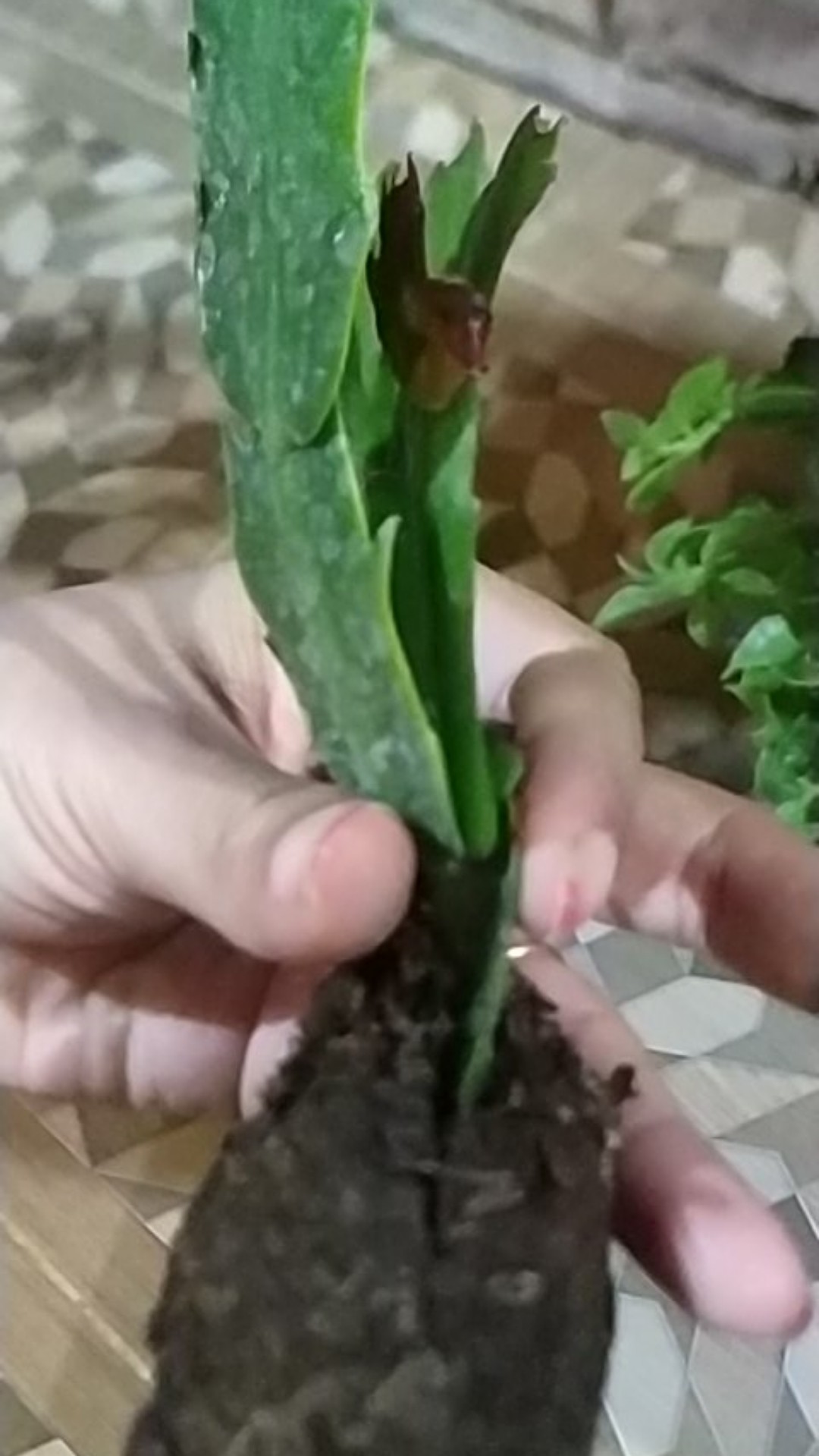 Tanaman Hias Bunga Wijaya Kusuma Kepiting Merah