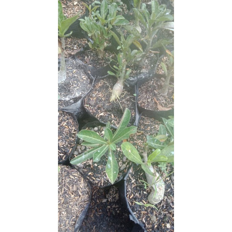 Tanaman Hias Bibit Adenium Bonggol Besar Bahan bonsai kamboja jepang