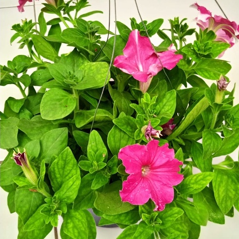 Tanaman Hias Bunga Petunia Pink | Pohon Bunga Petunia sumo pink