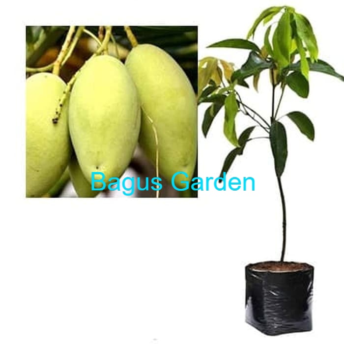 Bibit Mangga Okyong Pohon Mangga Bibit Buah Mangga Okyong