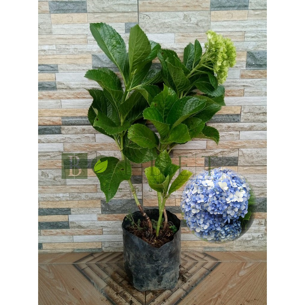 Bibit Tanaman Hias Bunga Hortensia Biru Lokal/Pancawarna/Rotansia