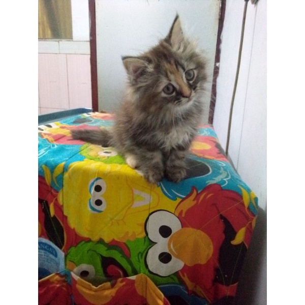 kucing ras
