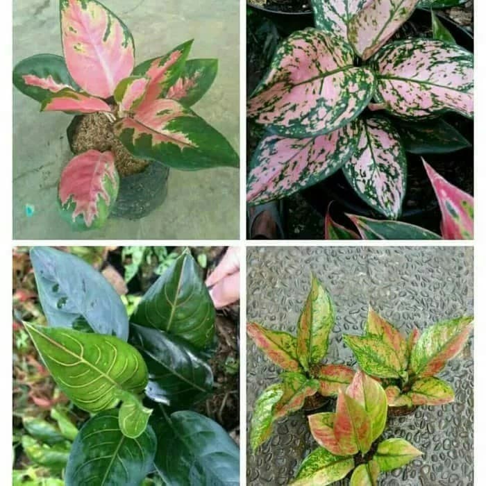 Paket 4 Pohon Aglonema - Khocin - RUBY- hengheng-BIG ROY( Tanaman hias hidup AGLAONEMA PAKET indoor 