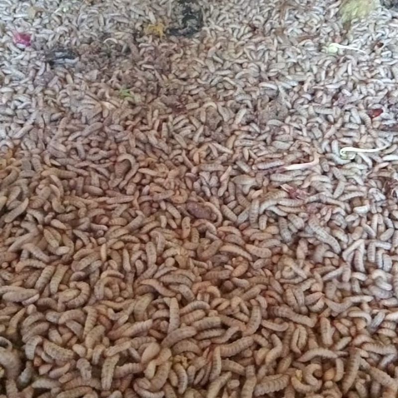 maggot frest /1kg