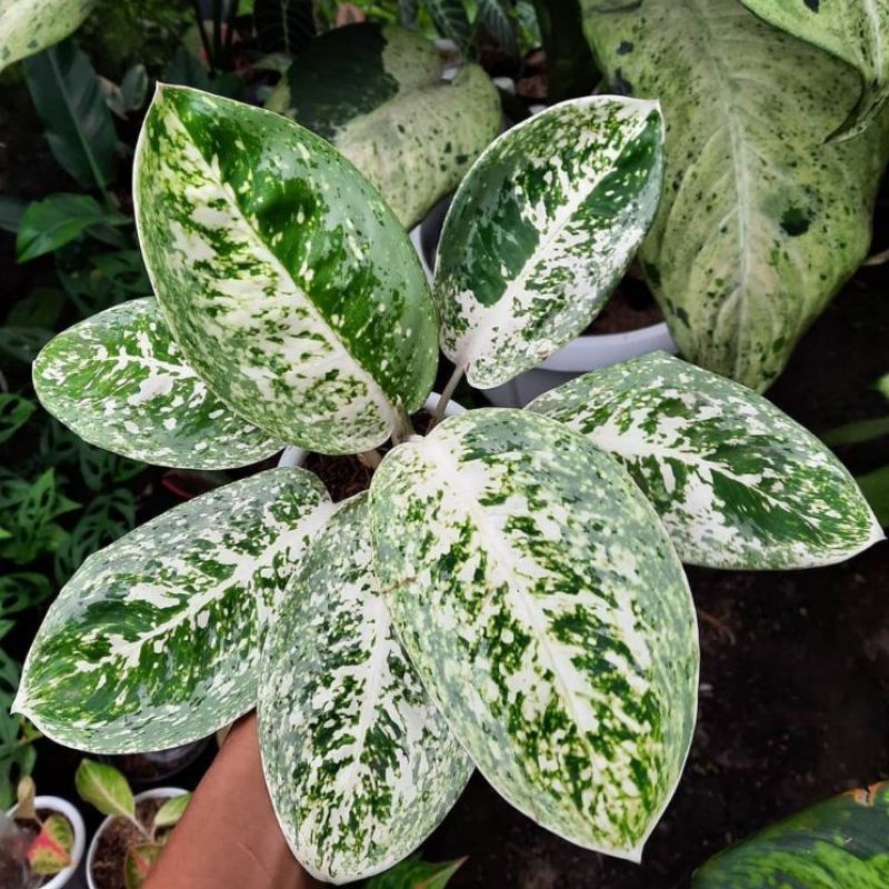 Promo Bonggol aglonema Milky way special | Aglonema terbaik