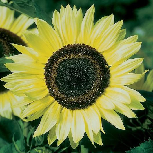 Benih Bibit Biji - Sunflower Lemon Queen Bunga Matahari Flower Seeds - IMPORT