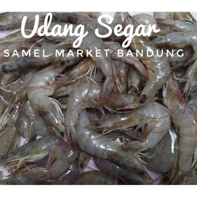 

Udang Segar 500 gr