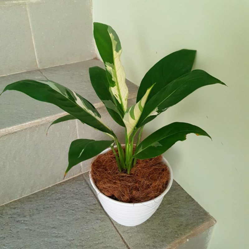 Peace Lily Variegata