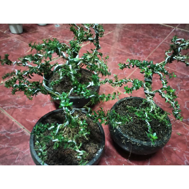 Tanaman hias bonsai seribu bintang - tanaman bonsai mame seribu bintang