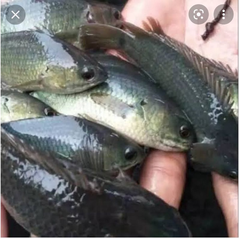 

Iwak papuyu khas Banjar