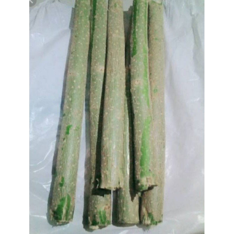 stek pohon indigofera/kalikiria