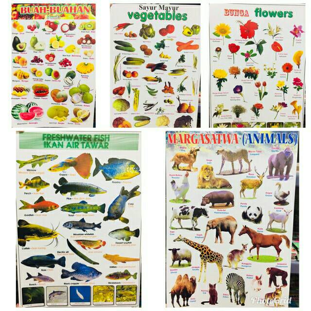 8700 Gambar Hewan Dari Angka Dan Huruf Terbaik