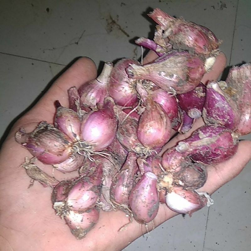 

Bawang Merah Brebes Asli