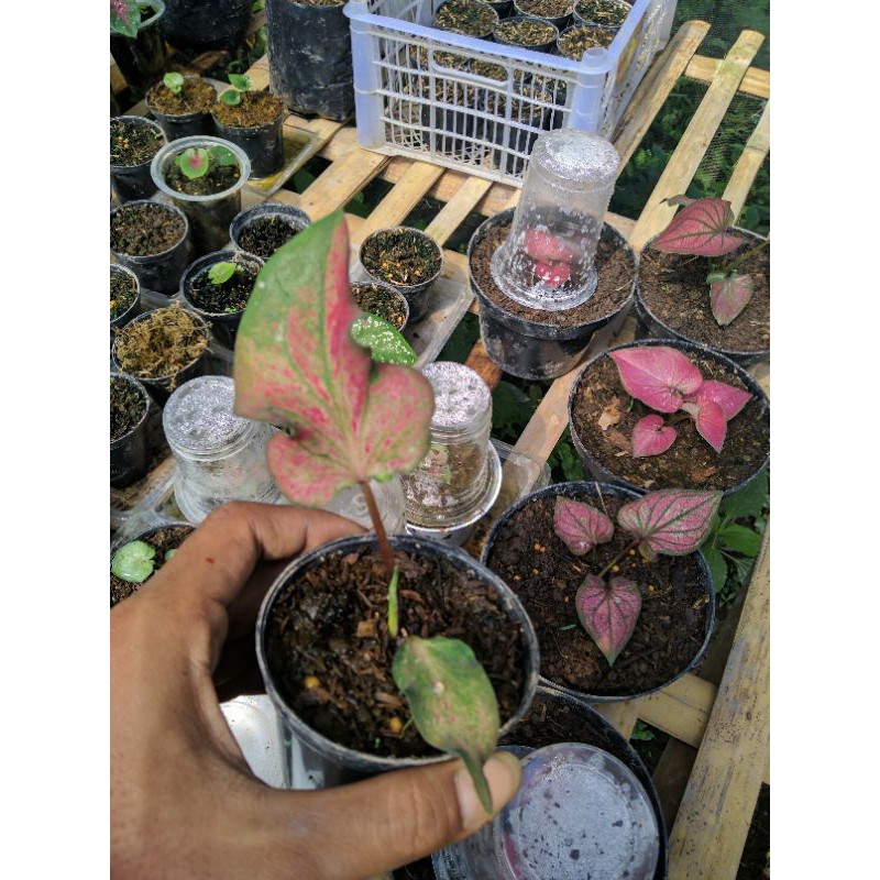 

Caladium Ramla orange/Palagi Bibit anakan