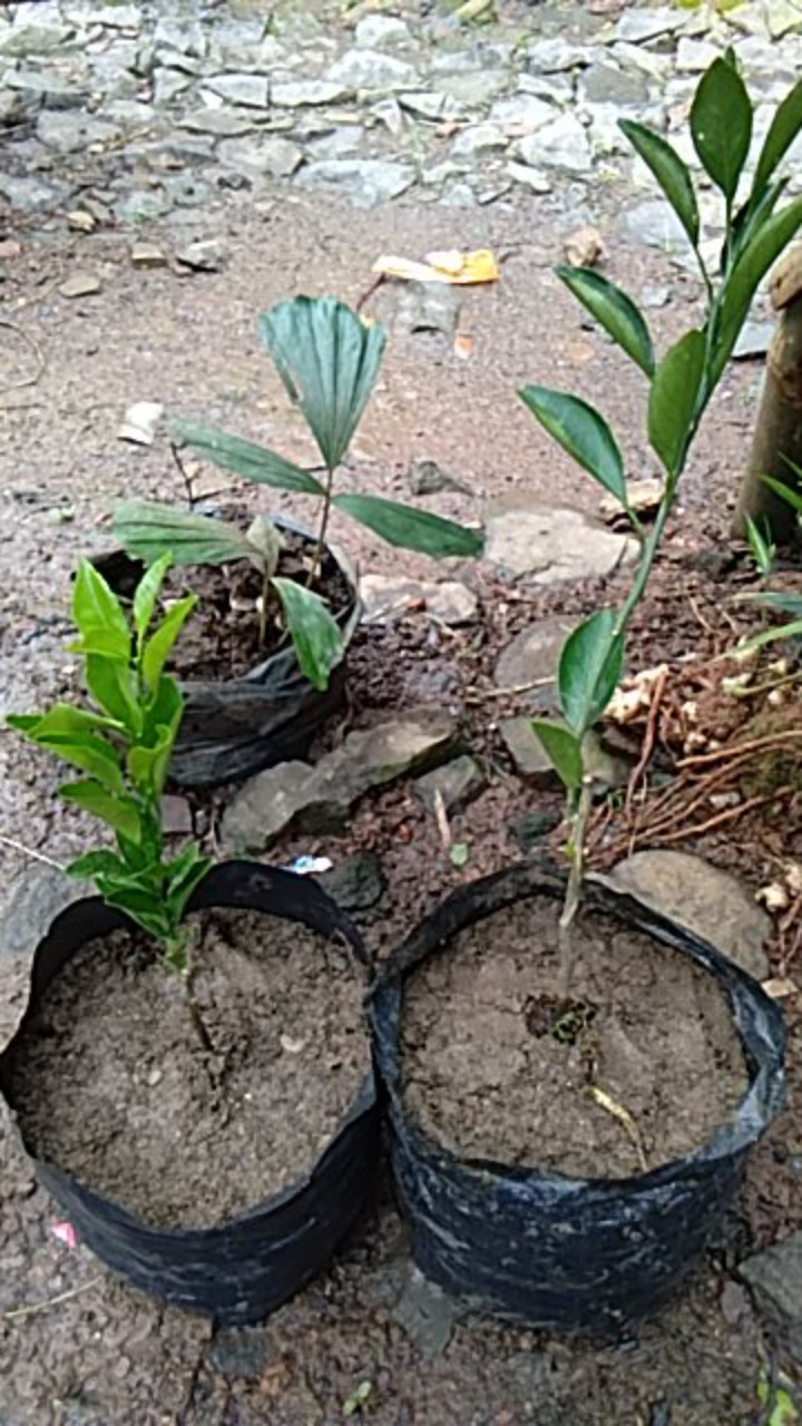 Bibit Jeruk Mandarin 400 Gram / Bibit