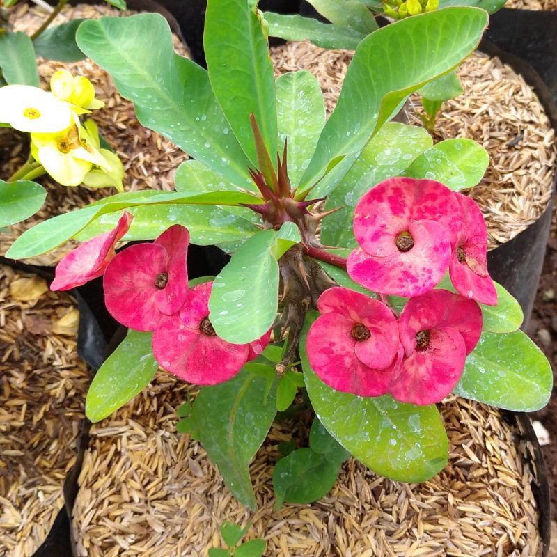 4 PAKETAN TANAMAN HIAS EUPHORBIA MURAH