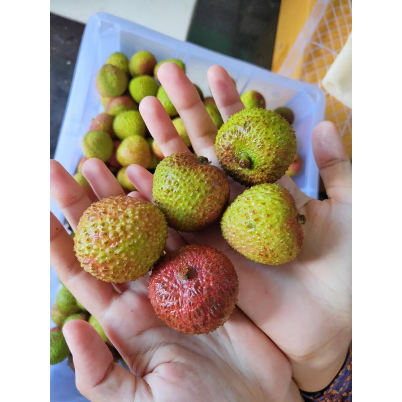 

Lychee Madu / Honey Lychee / Leci Madu