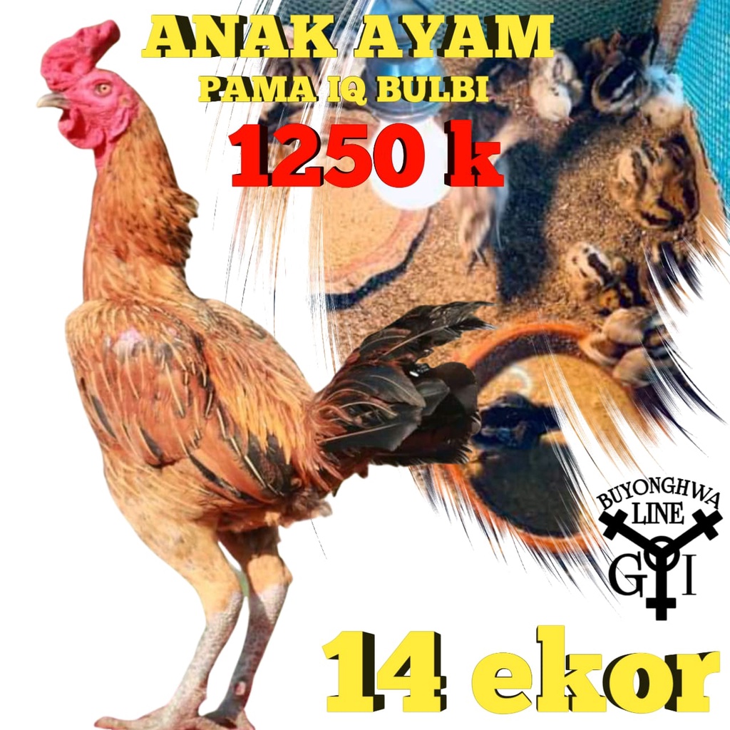 Anakan ayam Pama IQ Bulbi super mukamerah paket 14 ekor