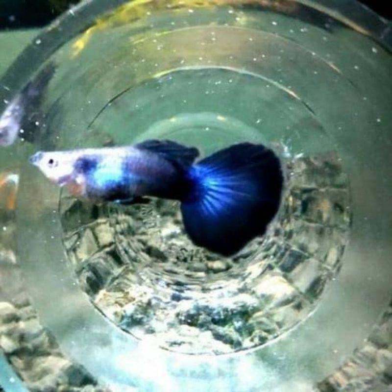 ikan guppy blue diamond
