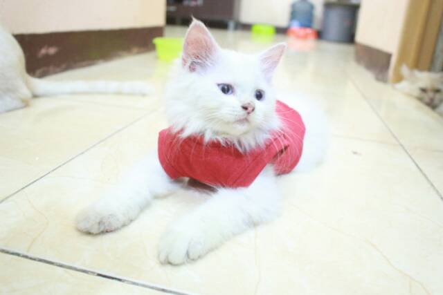 Kaos simple polos warna merah / baju kucing dan anjing size S M L XL (pilih ukuran)